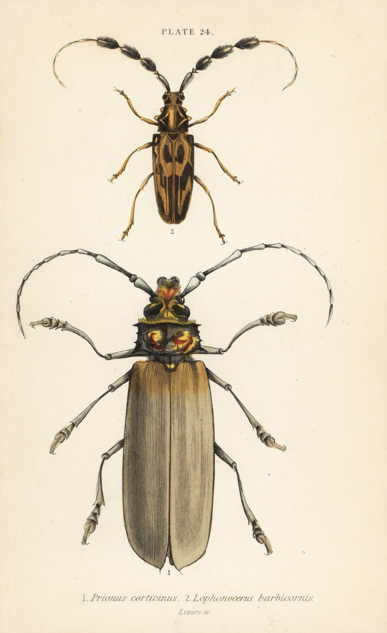 Orthomegas cinnamomeus Prionus corticinus 1 és Batus barbicornis, Lophonocerus barbicornis 2 alkotó: English School