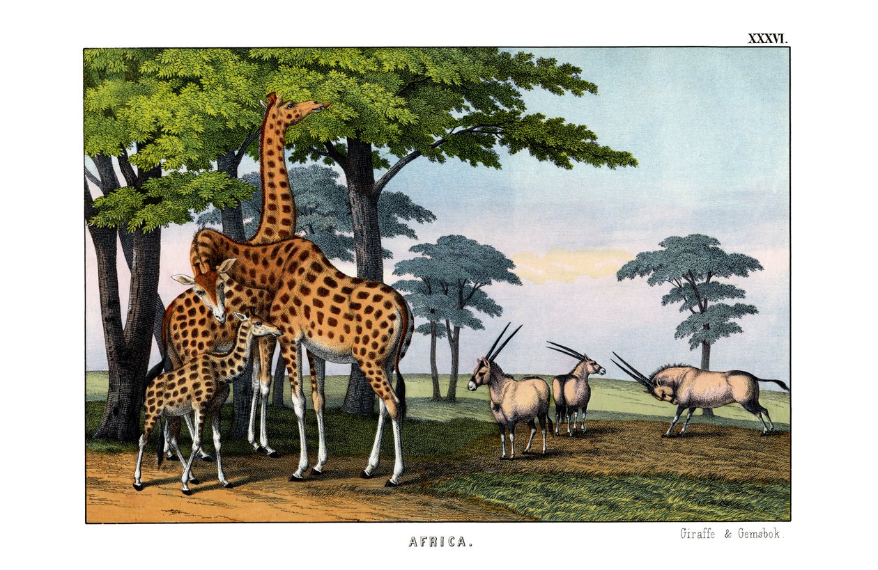 Oryx alkotó: English School