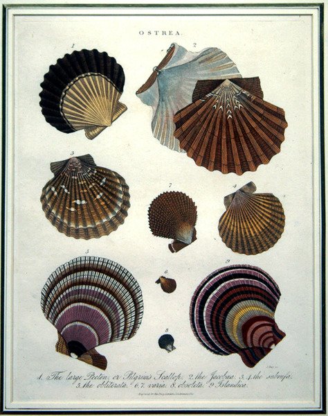 Ostrea, illusztráció az „Encyclopaedia Londinensis”-ből (1796-1829), metszett J. Pass alkotó: English School
