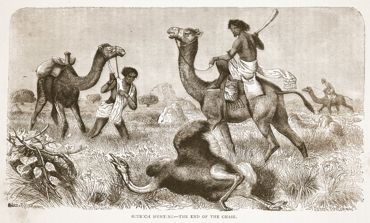 Struccvadászat – az üldözés vége, illusztráció a David Livingstone élete és felfedezései képi kiadásából, J. Ewing Richie, pub. A. Fullarton & Co., 1876 alkotó: English School