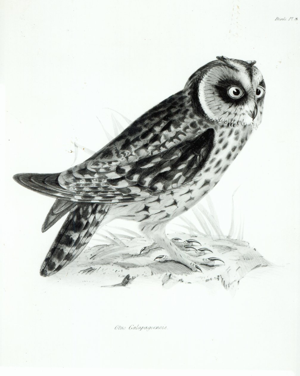 Bagoly, 3. tábla, Charles Darwin „The Zoology of the Voyage of H.M.S Beagle, 1832-36” c. alkotó: English School
