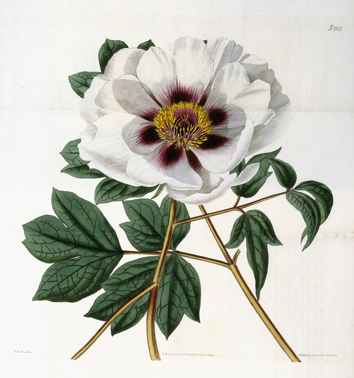 Paeonia suffruticosa Andr. var. papaveracea, 1788-1896 alkotó: English School