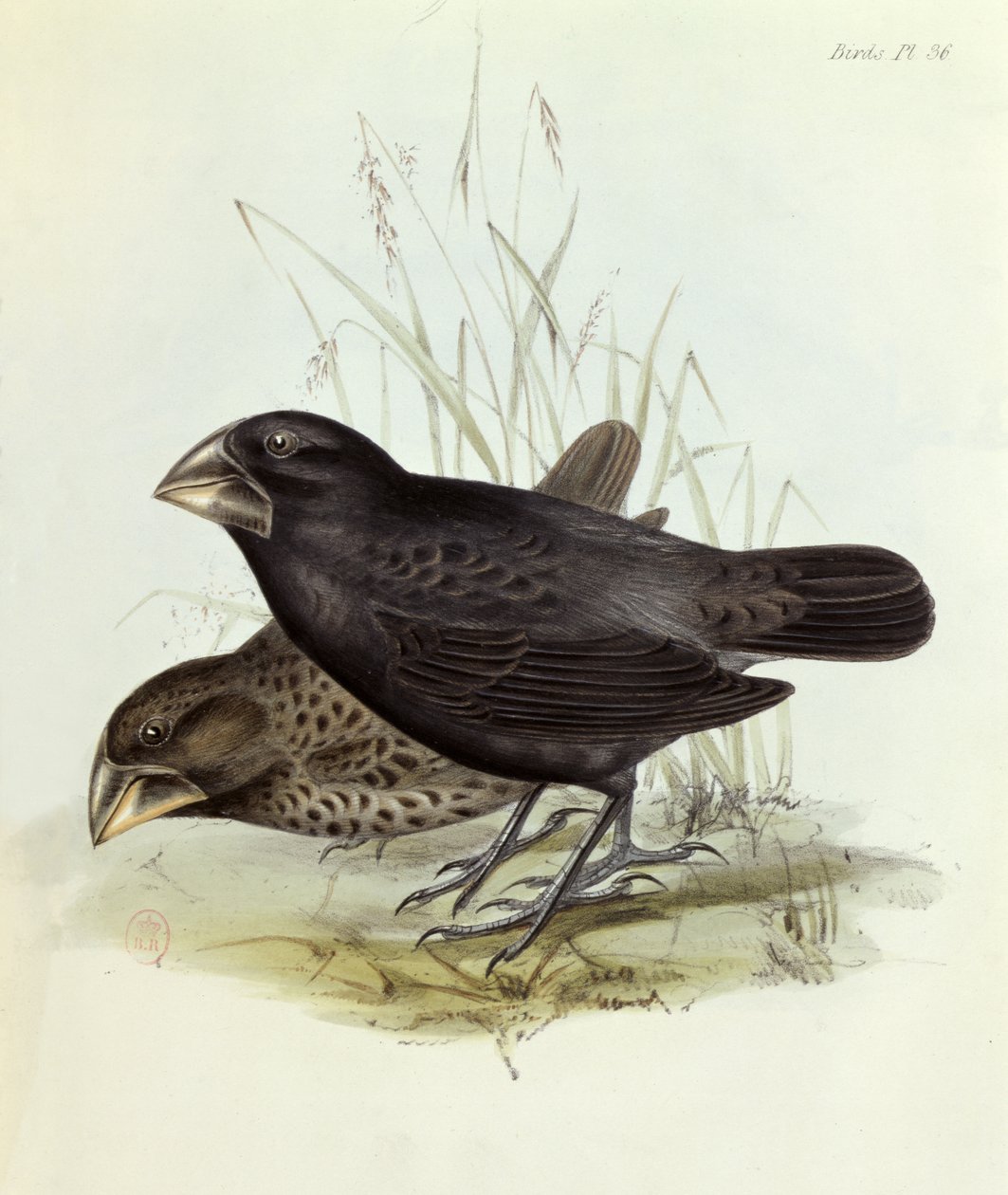 Geospiza Magnirostris pár, The Zoology of the Voyage of H.M.S. Beagle 1832-36, Charles Darwin (1809-92), 1840 London alkotó: English School