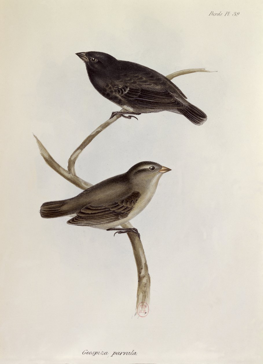 Geospiza Parvula pár, illusztráció a Zoology of the Voyage of H.M.S. Beagle, 1832-36, Charles Darwin (1809-92), 1840 alkotó: English School