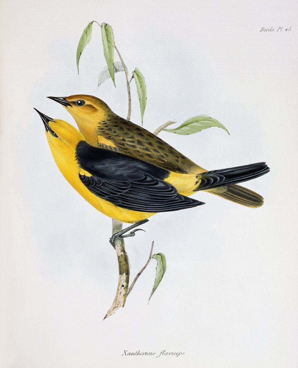 Xanthornus Flaviceps pár, illusztráció a Zoology of the Voyage of H.M.S. Beagle, 1832-36, Charles Darwin (1809-92), 1840 alkotó: English School