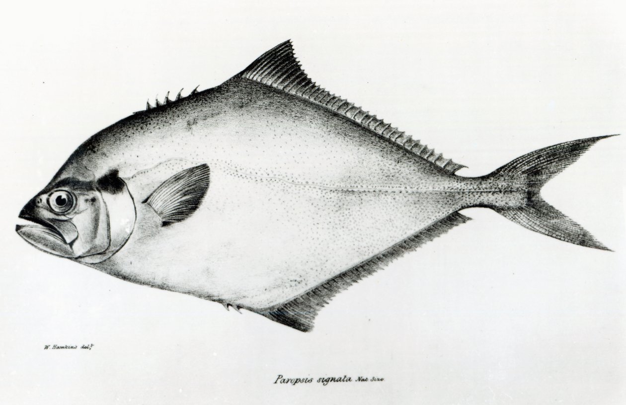 Paropsis Signata, 13. lemez, Charles Darwin „The Zoology of the Voyage of H.M.S Beagle, 1832-36” alkotó: English School