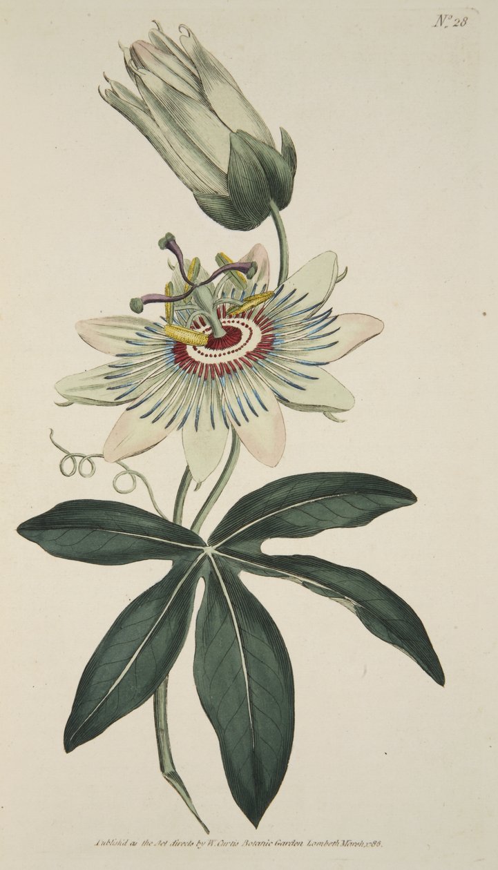 Passiflora Caerulea (közös golgotavirág), a Botanikai Magazinból vagy a Virágoskertből Megjelenítve, pub. 1786 (kézzel színezett metszet) alkotó: English School