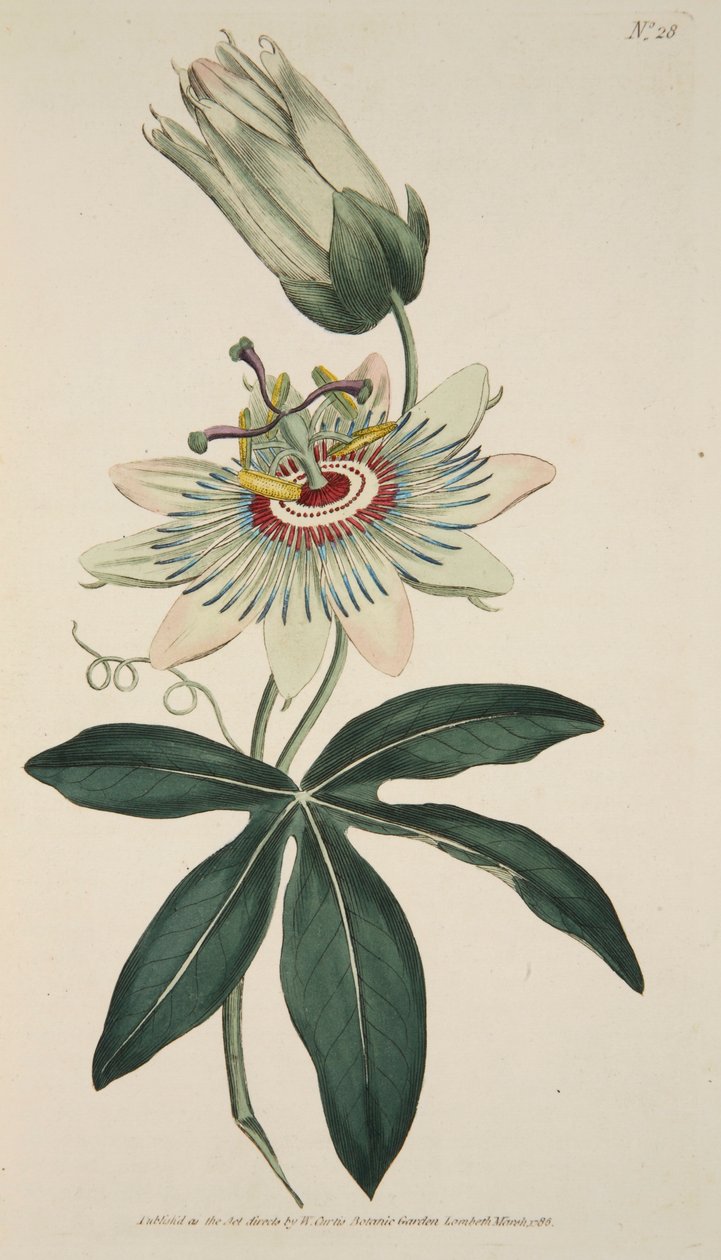 Passiflora Coerulea golgotavirág, kocsma. 1786-os kézzel színezett metszet. alkotó: English School