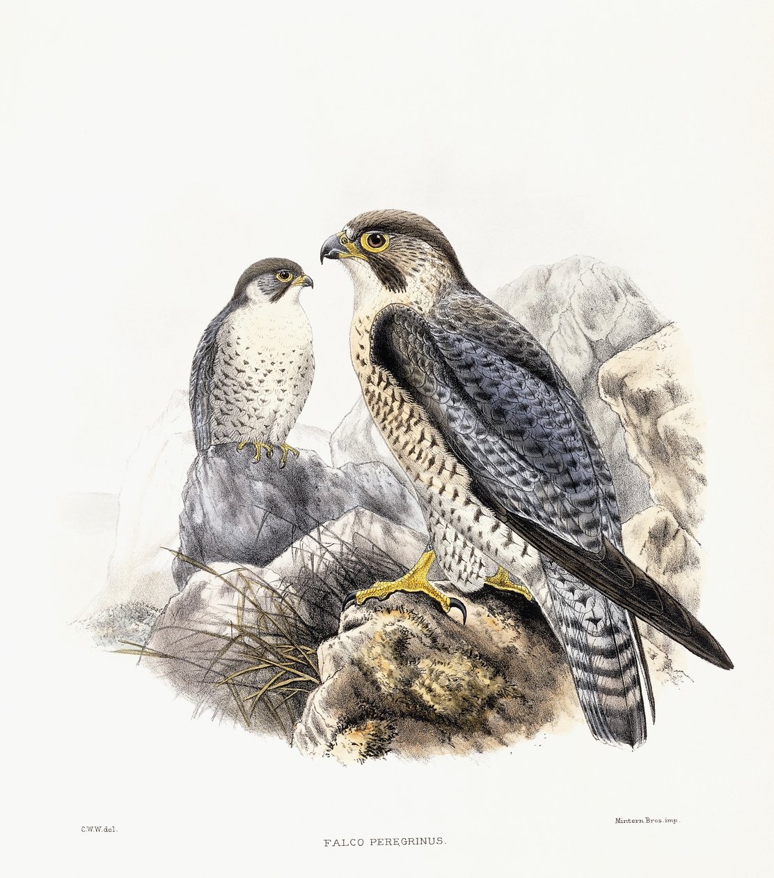 Vándorsólyom - Falco Peregrinus, 1894-1899 alkotó: English School
