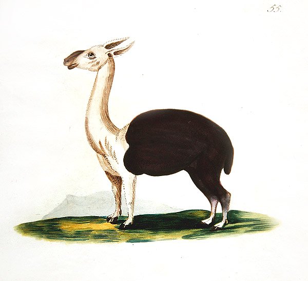 Perui guanakó, 1810 körül (akvarell, papír) alkotó: English School