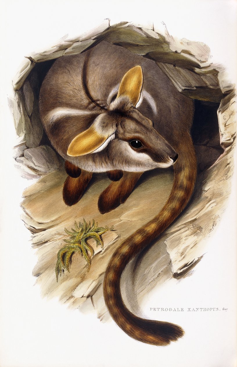 Petrogale Xanthopus alkotó: English School