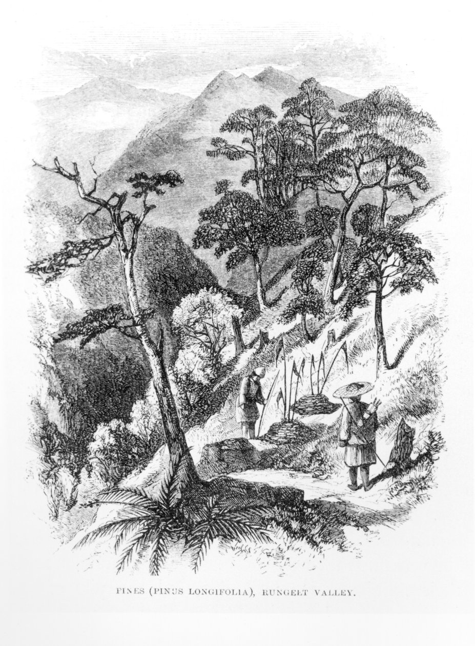 Fenyőfák a Himalája Rungelt völgyében, a Himalayan Journals, 1854 alkotó: English School