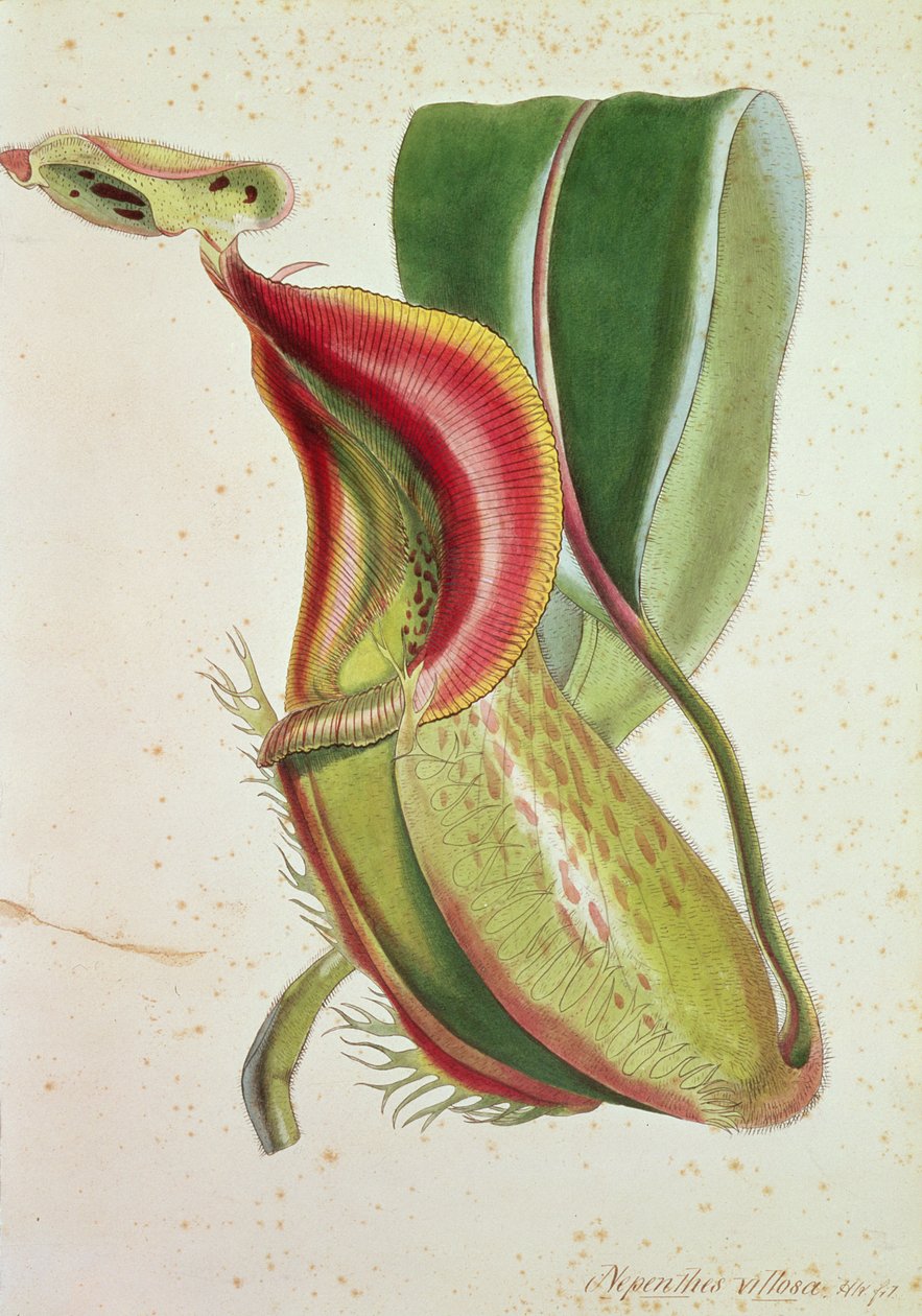 Kancsó növény: Nepenthes villosa (rovarevő), H.K. aláírással (színes litográfia) alkotó: English School