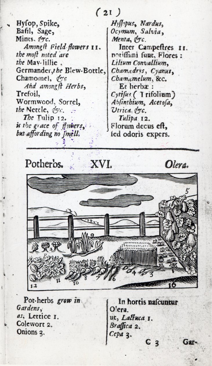 Növénytenyésztés Johann Amos Comenius „Orbis sensualism pictus” című művéből, megjelent 1689 körül alkotó: English School