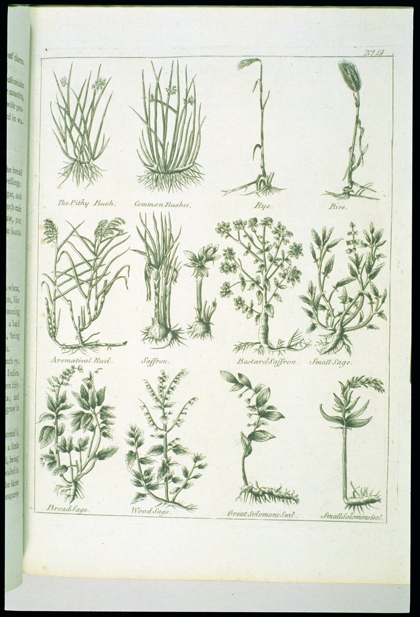 Plants from Culpepers English Physician and Complete Herbal, megjelent 1790 alkotó: English School