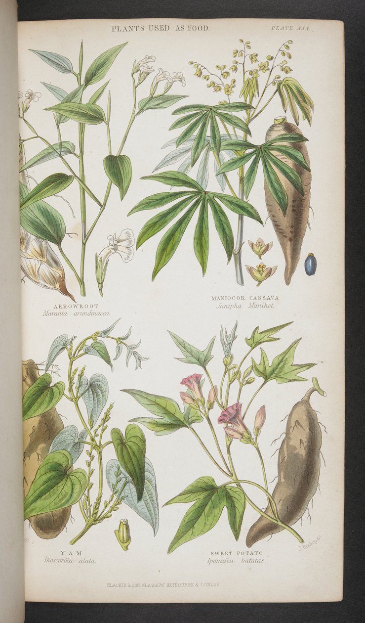 Élelmiszerként használt növények az „India Botany kézikönyvéből” alkotó: English School