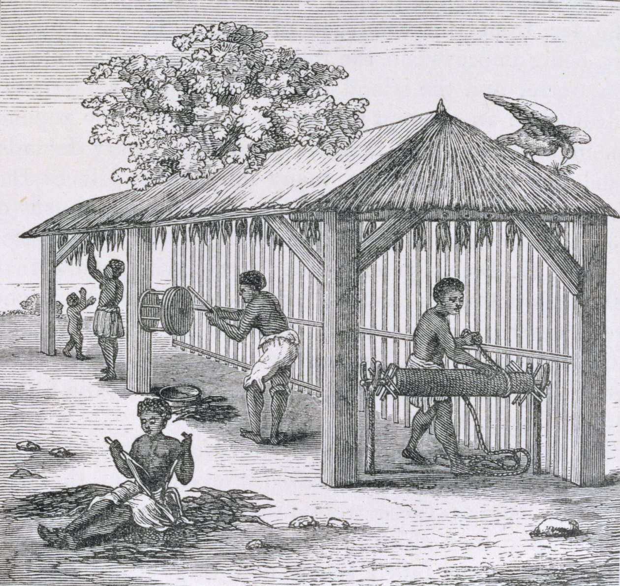 Dohánykészítés, Samuel Hazard "Santo Domingo múltja és jelene" című művéből. 1873 alkotó: English School