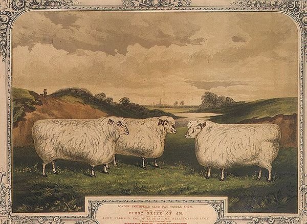 Cotswoldi díjnyertes juhok, Thorley fűszerrel fűszerezett táppal etetve, a londoni Smithfield klub kövér szarvasmarha-kiállításának emlékére, M. Gauci (1810-46 körül) metszete, 1840 körül (litográfia). alkotó: English School