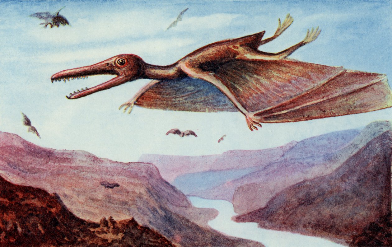 Pterodactyl, a Harry Golding által szerkesztett "The Wonder Book of would you believe it"-ből. alkotó: English School