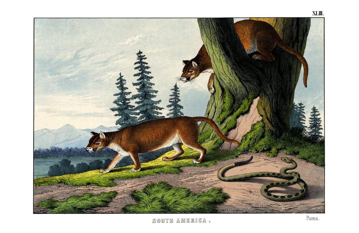 Puma alkotó: English School