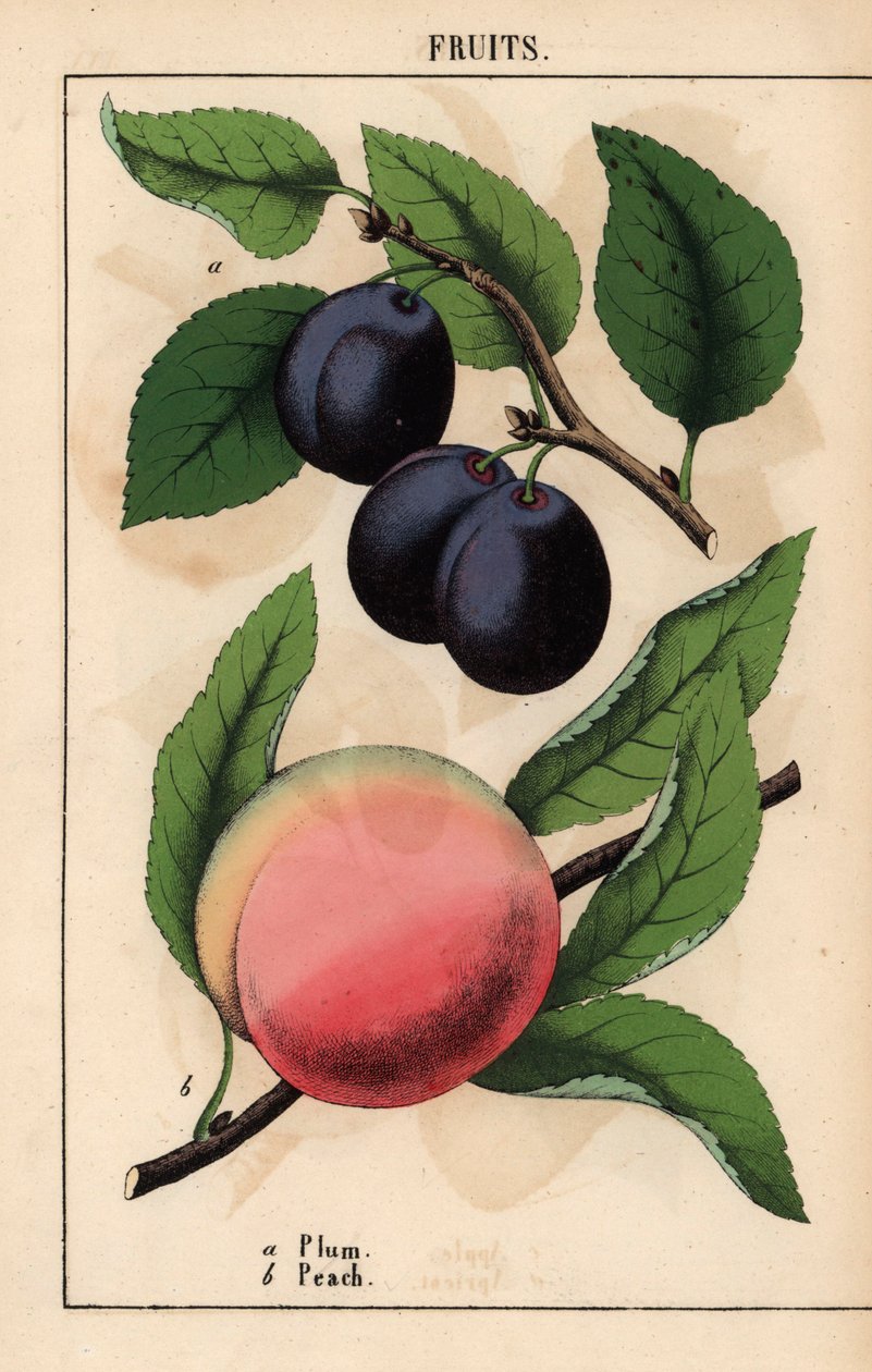 Lilás-fekete szilva és rózsaszín őszibarack   , a "The Instructive Picturebook, or Lessons from the Vegetable World", [Charlotte Mary Yonge], Edinburgh alkotó: English School
