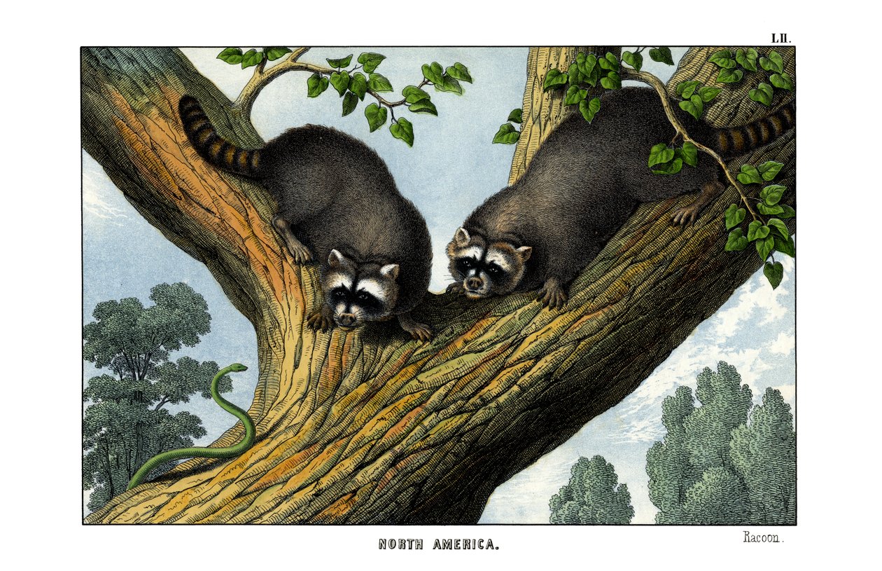 Racoon alkotó: English School