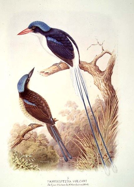 Ütőfarkú jégmadár, fol. 12. III. kötet, A.M. „The Book of Birds” c. Lysaght alkotó: English School