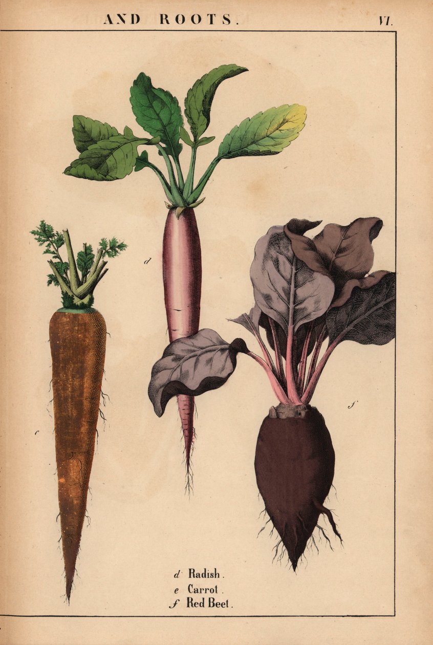 Retek, sárgarépa és cékla.  , a "The Instructive Picturebook, or Lessons from the Vegetable World", [Charlotte Mary Yonge], Edinburgh alkotó: English School