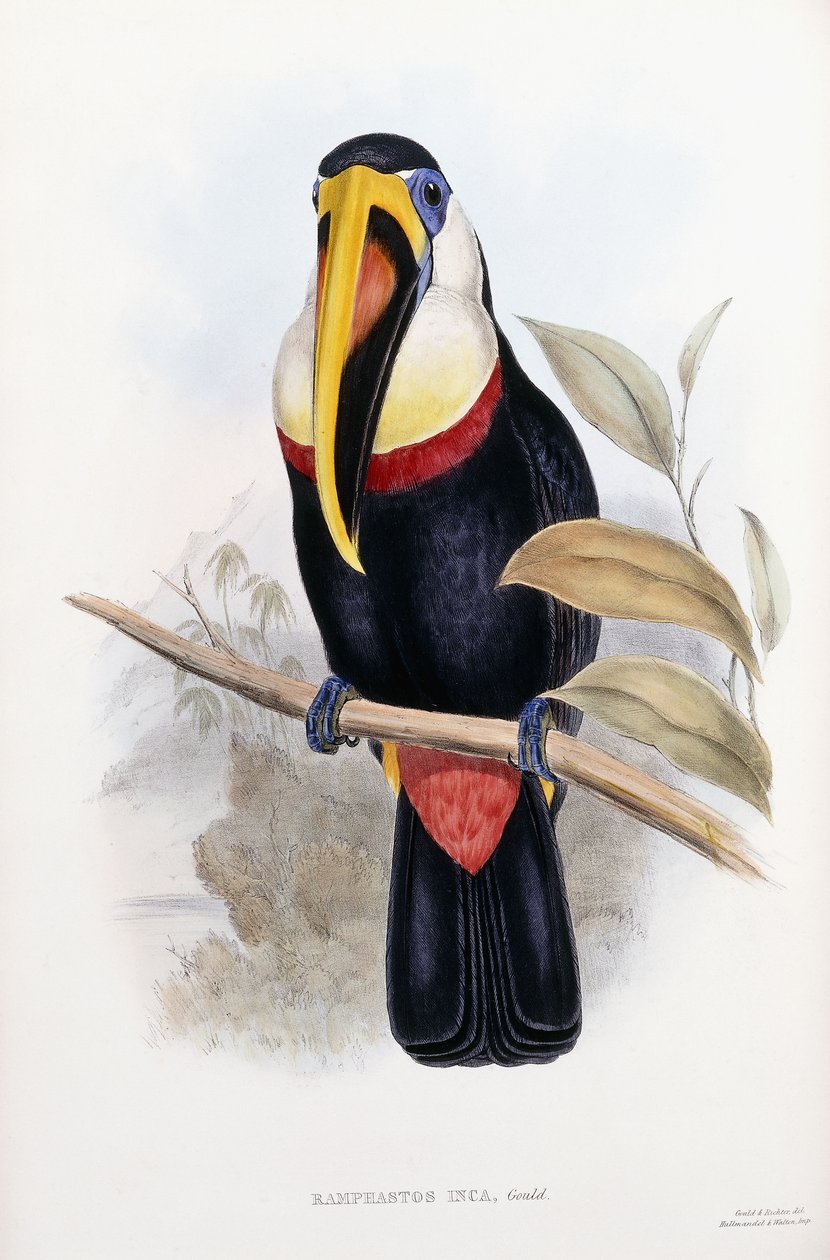 Ramphastos Inka alkotó: English School