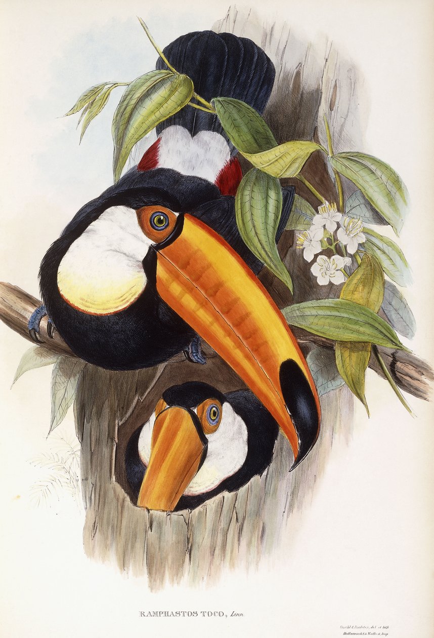 Ramphastos Toco alkotó: English School