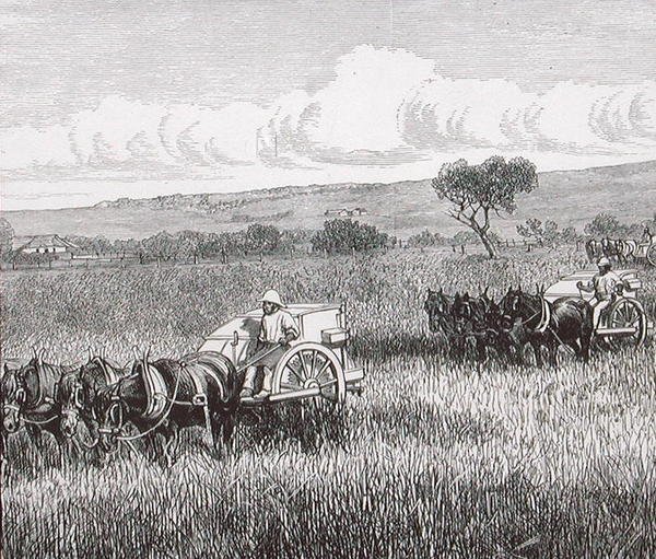 Reaping, Dél-Adelaide, Ausztrália alkotó: English School