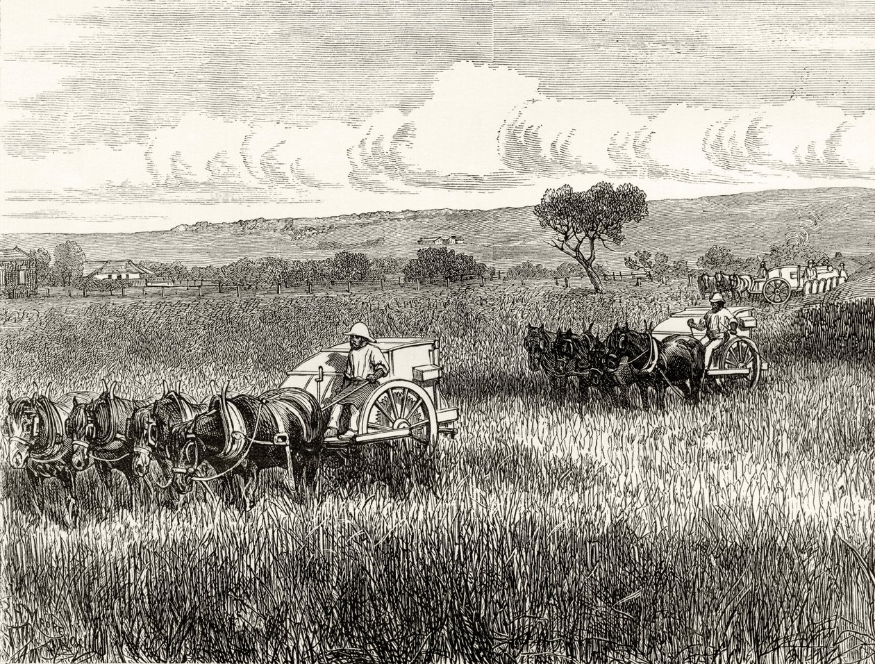 Aratás Dél-Adelaide-ben, 1880 körül, Howard Willoughby „Australian Pictures”-ből, a Religious Tract Society, London, 1886 alkotó: English School
