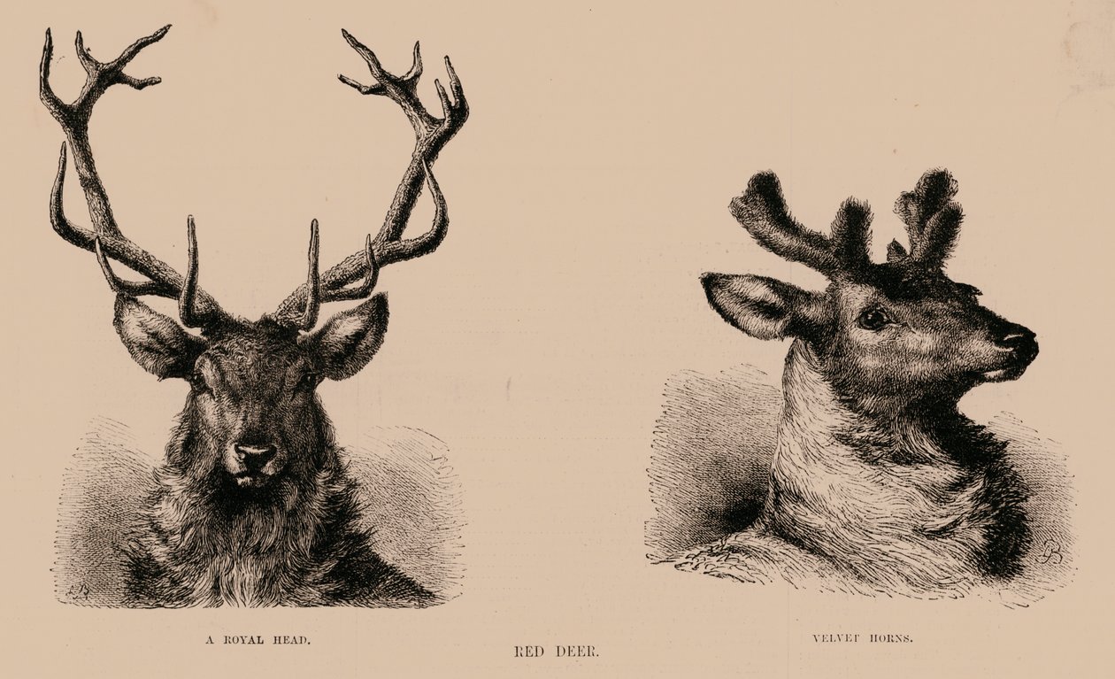 Red Deer (metszet) alkotó: English School