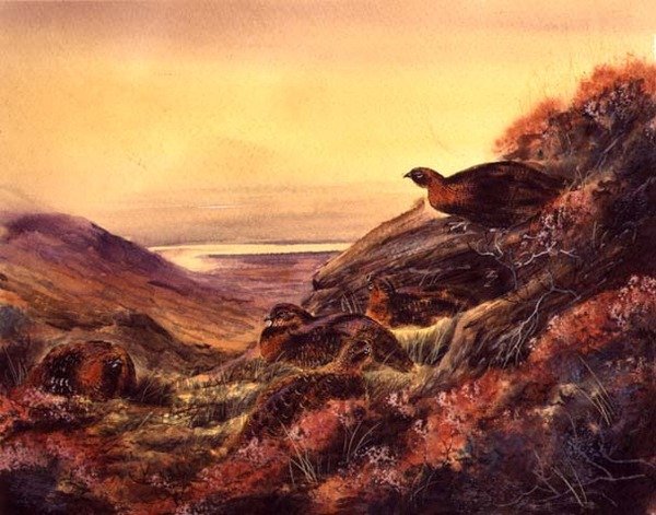 Red Grouse in Moorland, 1890 körül (akvarell papíron) alkotó: English School