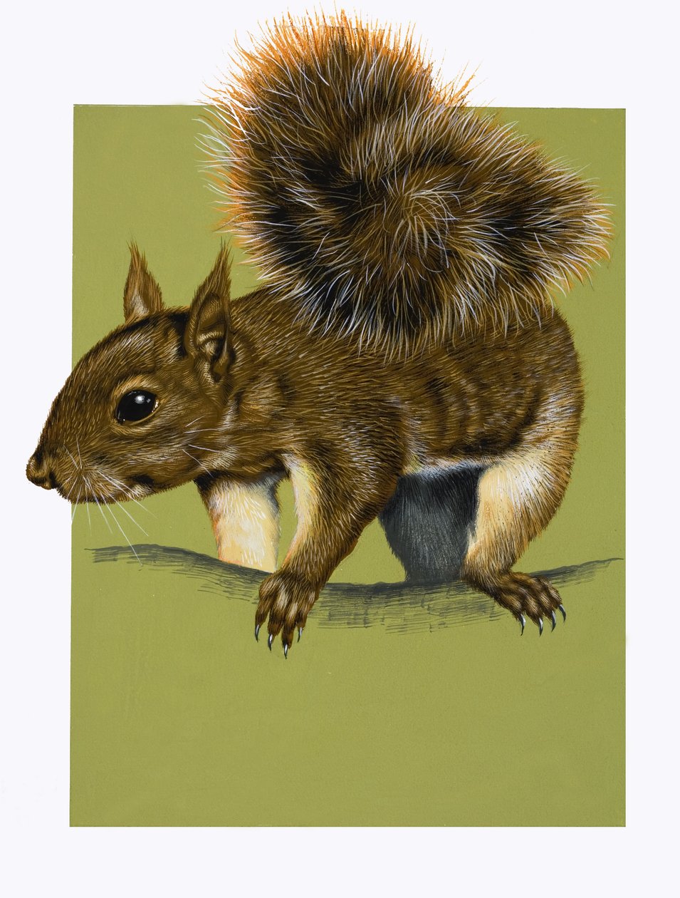 Vörös mókus (gouache, papír) alkotó: English School