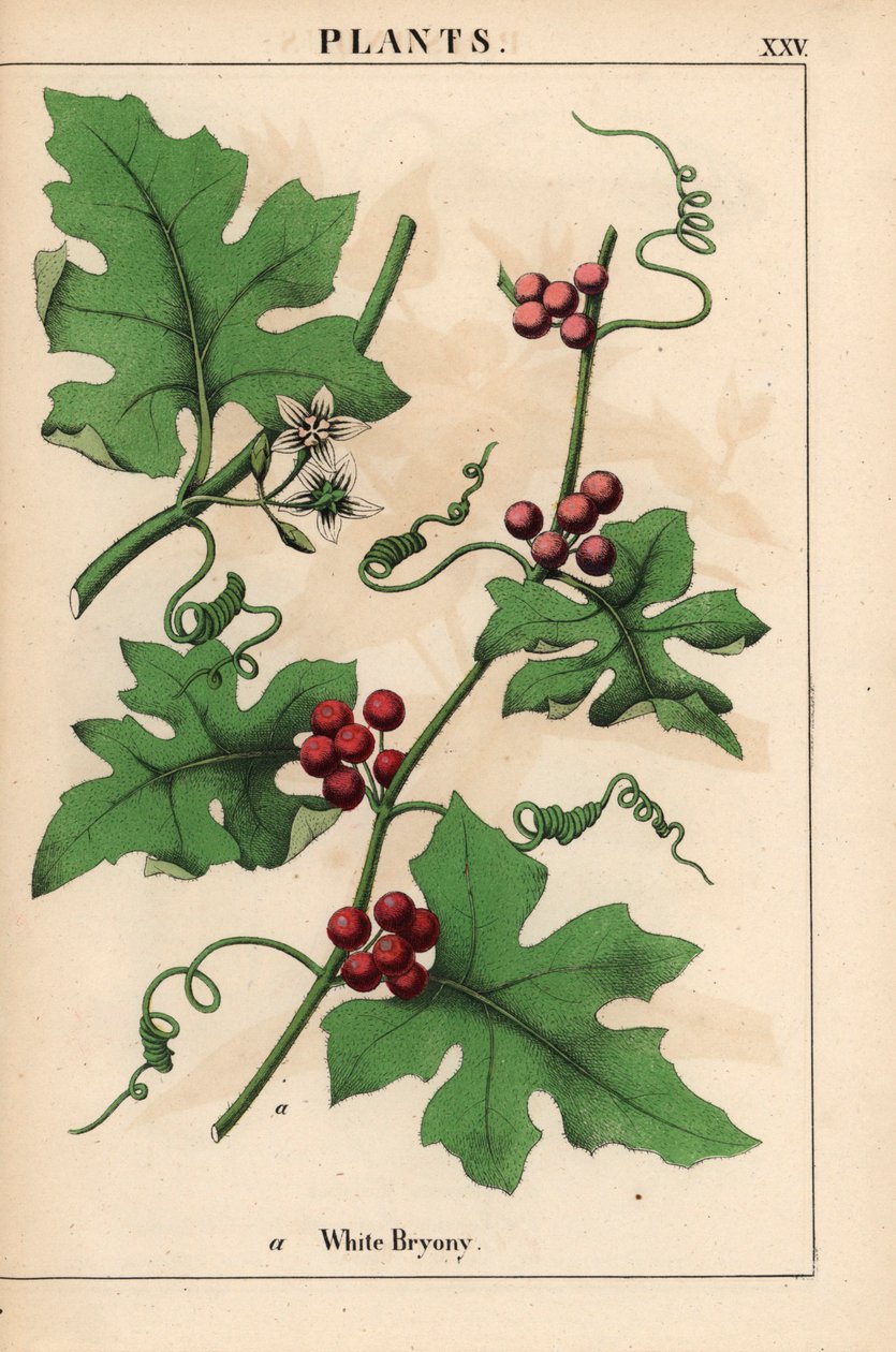 Piros bryony piros bogyós gyümölcsökkel. Bryonia dioica   , a "The Instructive Picturebook, or Lessons from the Vegetable World", [Charlotte Mary Yonge], Edinburgh alkotó: English School