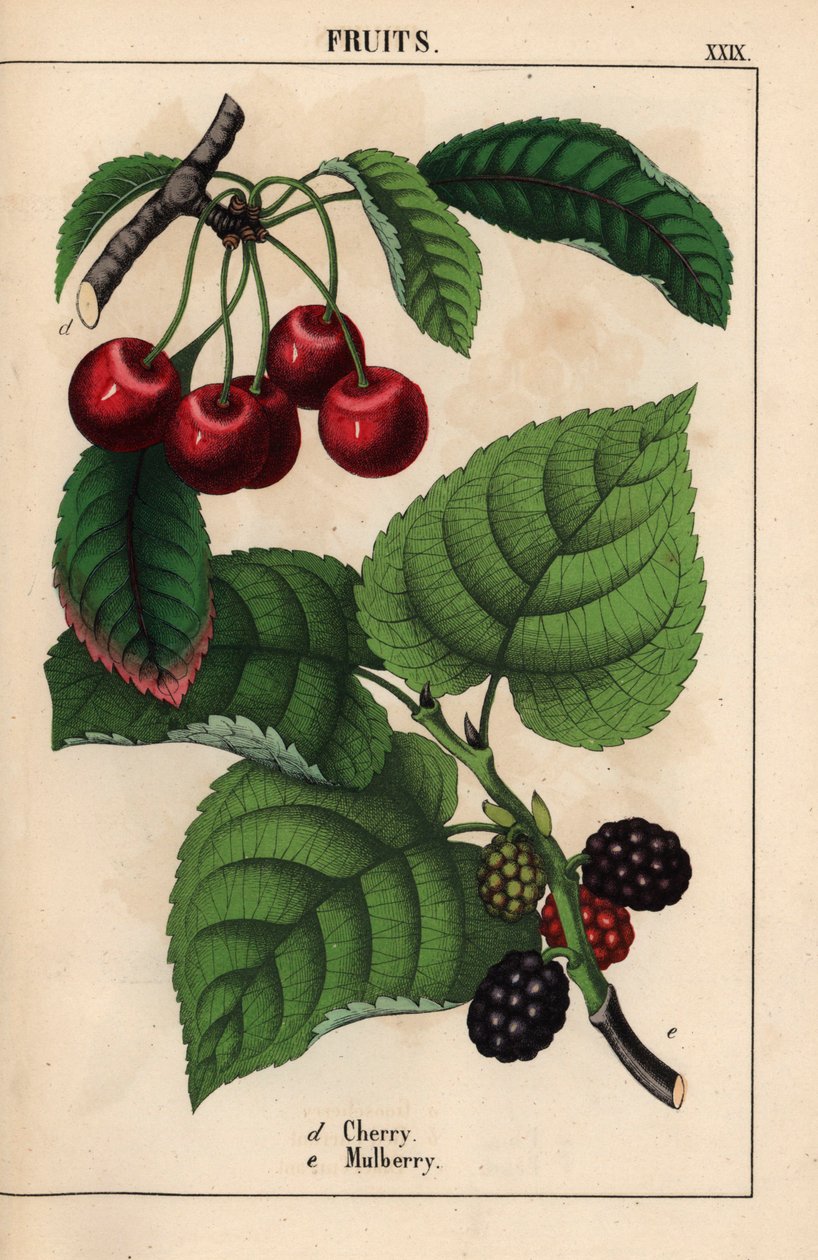 Piros cseresznye és eperfa gyümölcs   , a "The Instructive Picturebook, or Lessons from the Vegetable World", [Charlotte Mary Yonge], Edinburgh alkotó: English School