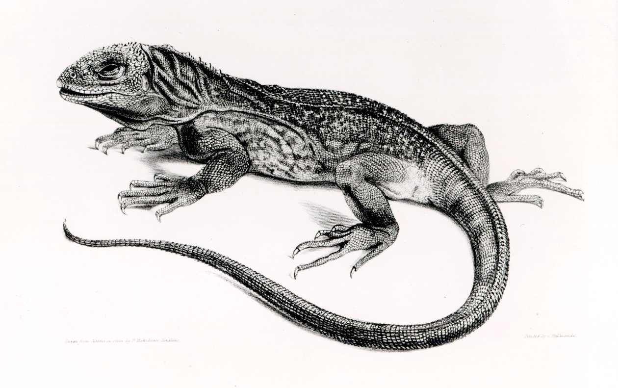 Hüllő, illusztráció a H.M.S. Beagle utazásának zoológiájából, 1832-36, Charles Darwin (1809-92) alkotó: English School