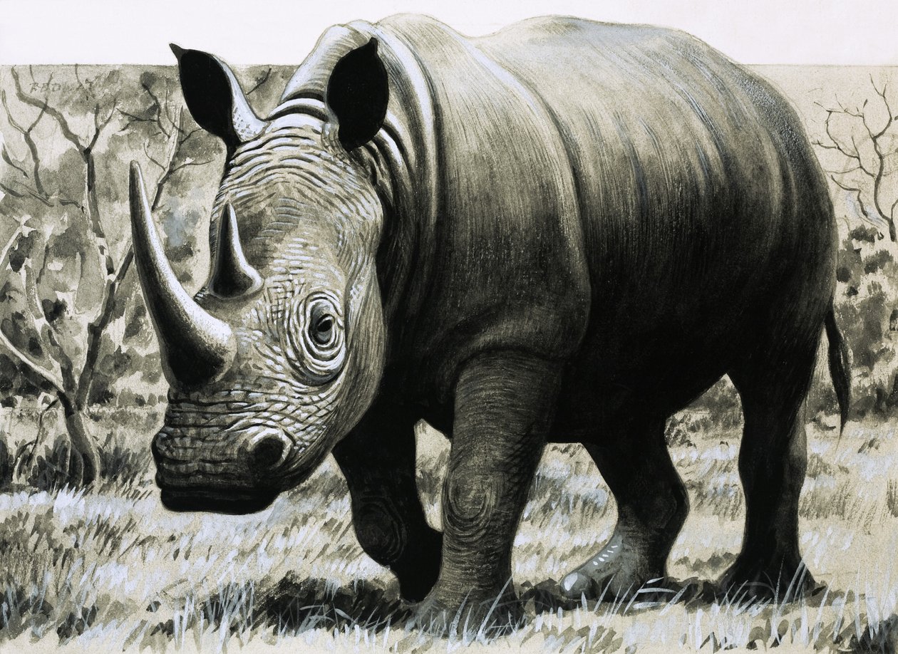 Rhinoceros alkotó: English School