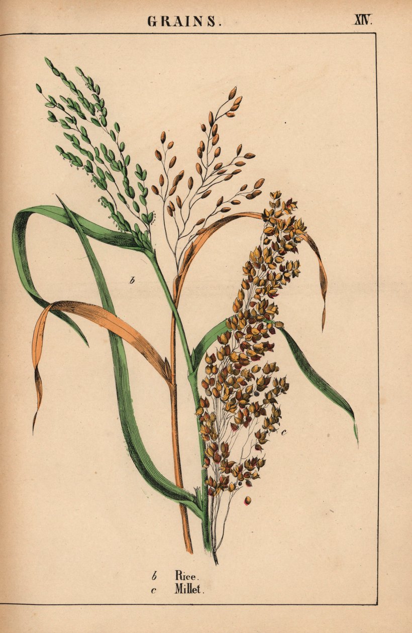 Rizs és köles  , a "The Instructive Picturebook, or Lessons from the Vegetable World", [Charlotte Mary Yonge], Edinburgh alkotó: English School