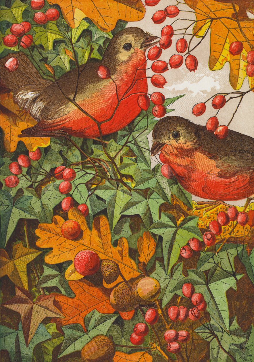 Robins (színes litográfia) alkotó: English School