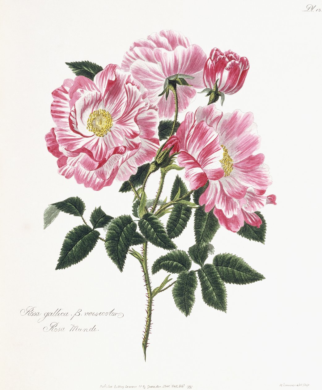 gall rózsa, 1796-1799 alkotó: English School