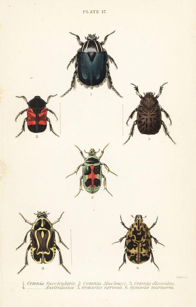 Rózsabogarak: Cetonia fascicularis 1, Heterorhina macleayi 2, Gametoides subfasciata 3, hegedűsbogár, Eupoecila australasiae 4, Gymnetis hieroglyphica 5 és Gymnetis marmorea 6 alkotó: English School