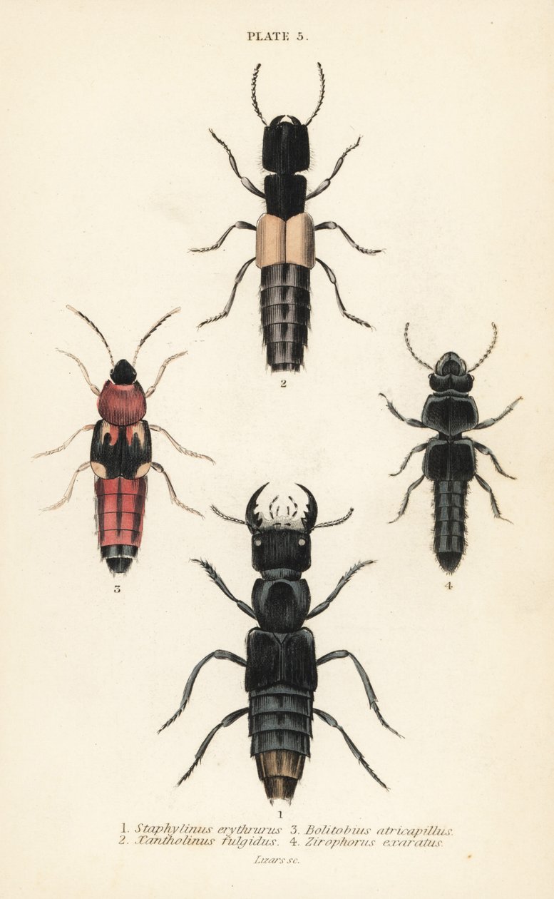 Rovarbogarak: Staphylinus erythrurus 1, Xantholinus fulgidus 2, Bolitobius atricapillus 3, Zirophorus exaratus 4 alkotó: English School