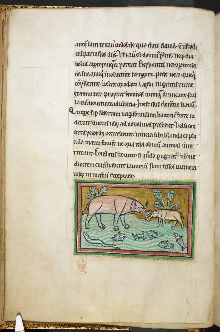 Királyi 12 F.XIII, f.13v Egy nagy és egy kicsi elefánt halakkal teli patakban.  Bestiary (ff. 3-141), Lapidary (ff. 141v-149)  13. század 2. negyede alkotó: English School