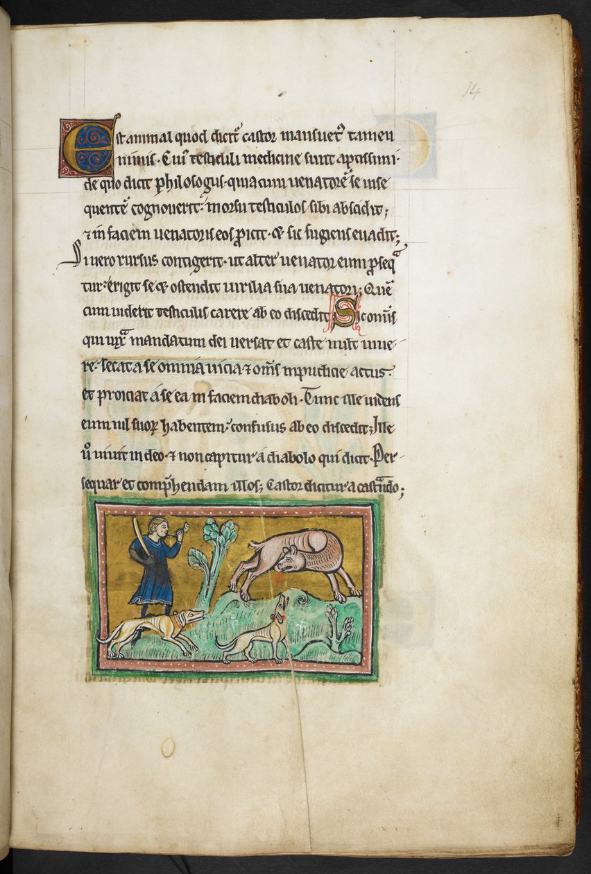 Royal 12 F.XIII, f.14 Farkas (?), akinek vér folyik a szájából, és egy vadász kutyákkal, a rochesteri bestiáriumból, 13. század 2. negyed alkotó: English School
