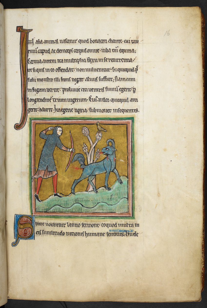 Királyi 12 F.XIII, f.16   Egy vadász nyilat lő egy állatra.  Bestiary (ff. 3-141), Lapidary (ff. 141v-149)  13. század 2. negyede alkotó: English School