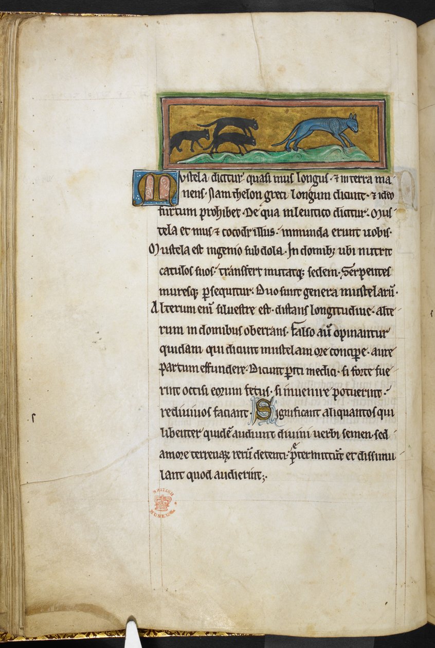 Királyi 12 F.XIII, f.43v Macskát üldöző egerek a Bestiaryból (ff. 3-141), a Lapidaryból (ff. 141v-149)  , 13. század 2. negyede (vellum) alkotó: English School