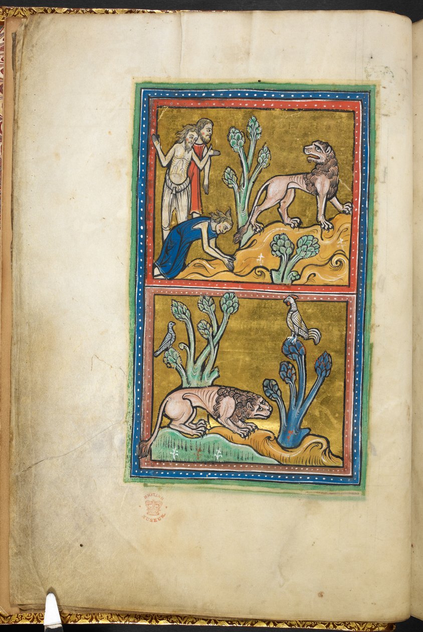 Királyi 12 F.XIII, f.5v Felső: három férfi, egyikük meghajol egy oroszlán előtt; alul: oroszlán kuporgott a fa tövében, tetején kakas ül.  Bestiaryból (ff. 3-141), Lapidary (ff. 141v-149)  13. század 2. negyede alkotó: English School