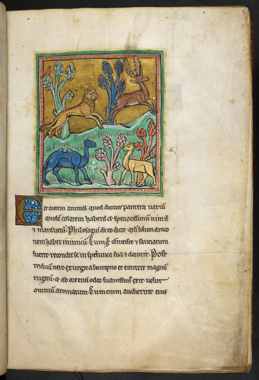 Királyi 12 F.XIII, f.7   Leopárd, aki szarvasbikát üldöz, tevével és egy másik állattal.  Bestiaryból (ff. 3-141), Lapidaryból (ff. 141v-149)  13. század 2. negyede alkotó: English School